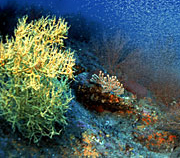 ���ٴ��������˿�