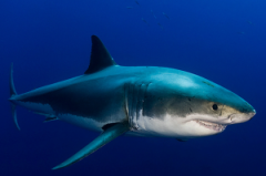 <b>������6����ʵ��һ���߸���Դ�������֪��</b>