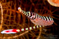 ˮ����Ӱ΢������62��