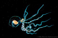 ˮ����Ӱ΢������32��