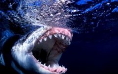 �Ѷ��϶�-��ŵ������Ⱥ��Ǳˮ ��������ҧ������