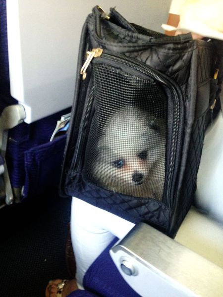 有乘客带着自己的宠物狗一块登机