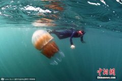 Ӣ�������غ��ִ�������ˮĸ �峤��1.5��