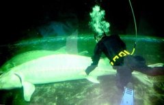 ͼ�ģ��ػ�����