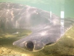 ��Ƶ||���ﾪ��4�׳�����˫���� Ǳˮ�߾����乲��