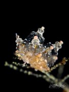 ˮ����Ӱ΢������92��